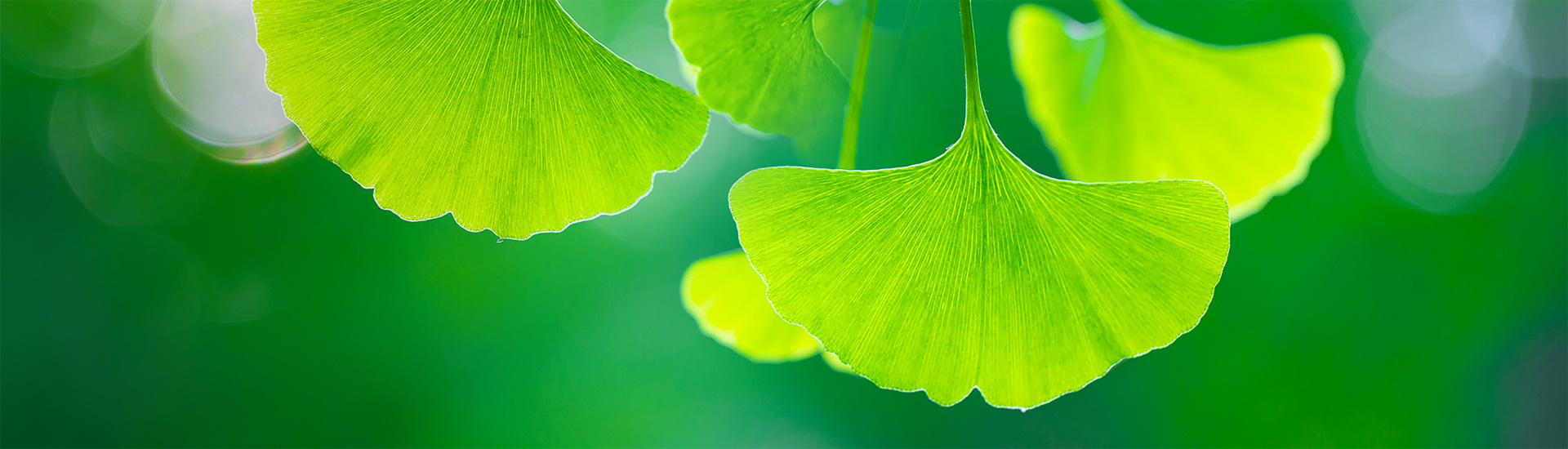 关于hahabet星辰大海